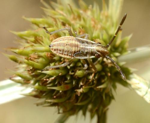 Réf. 215 924 : Maccevethus sp.